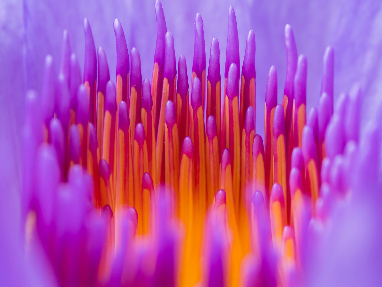 Close up photograph of a flower, where the stamens could almost be a bar chart